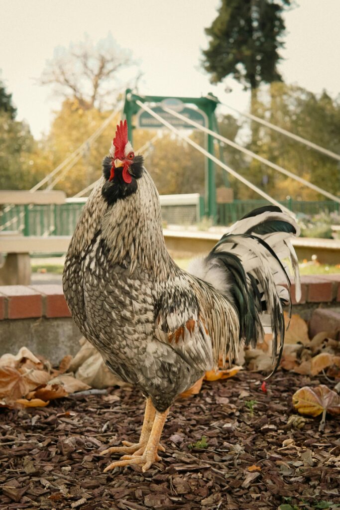 A majestic rooster stands proudly in a scenic park setting with a bridge in the background.